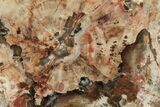 15.2" Colorful, Petrified Wood (Araucaria) Round - Madagascar  - #196751-1